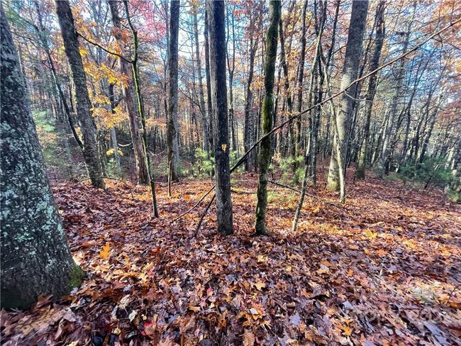 4 - 9999 Sassafras Ln, Home with 0 bedrooms, 0 bathrooms and null parking in Cedar Mountain NC | Image 15