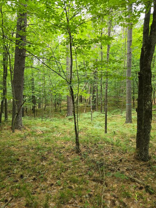 38 Algonquin Ln, Jay, NY, 12941-2508 | Card Image