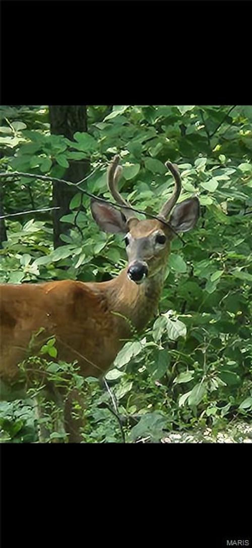 1855 Rock Springs Rd, Wright City, MO, 63390-1713 | Card Image