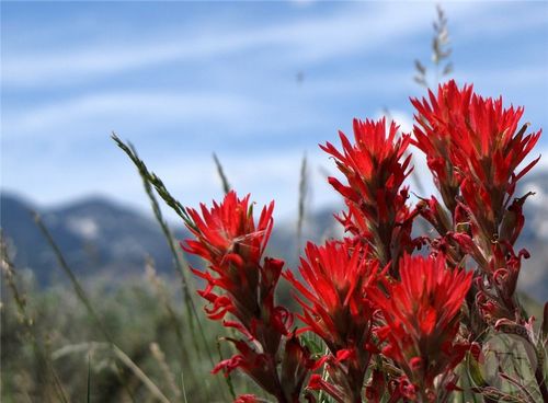 TBD Rio Lane, Belfry, MT, 59008 | Card Image