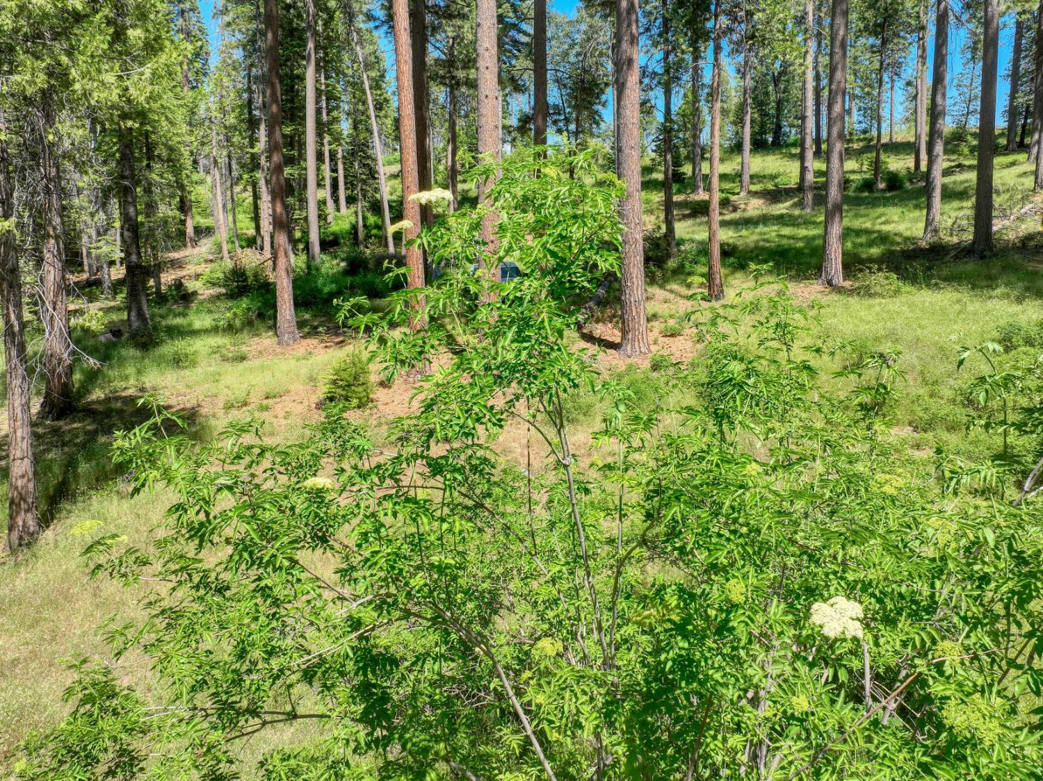 Land in Shaver Lake 4