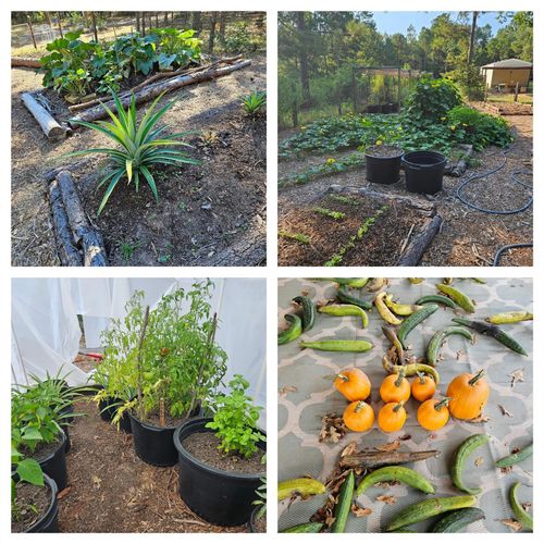 391 Deer Country Rd, Chester, TX, 75936-1208 | Card Image