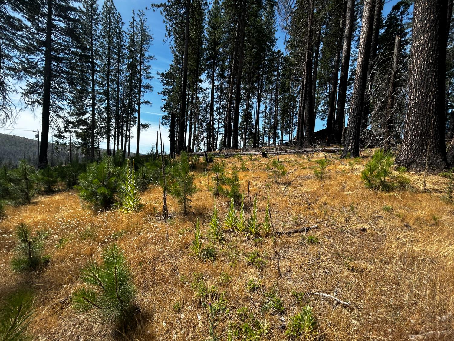 Land in Grizzly Flats 3