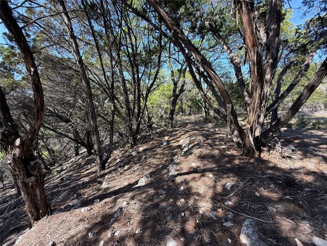View of local wilderness | Image 15