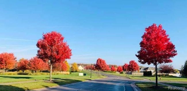 Del Webb Blvd Trees in Fall.jpg | Image 57