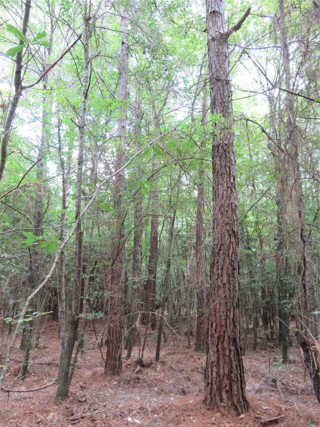 00 Highway 371, Home with 0 bedrooms, 0 bathrooms and null parking in Rosston AR | Image 12