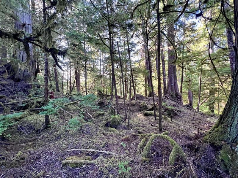 Land in Hollis 4