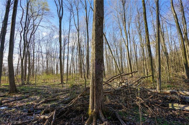 View of local wilderness | Image 32