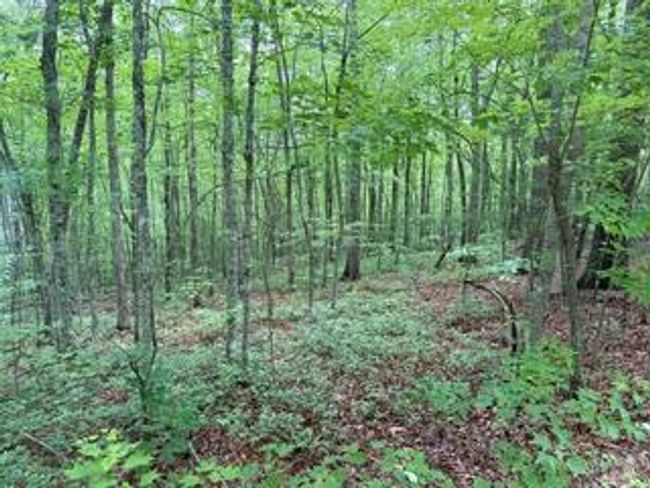 00 Woodsong Haven Ln, Home with 0 bedrooms, 0 bathrooms and null parking in Turtletown TN | Image 10