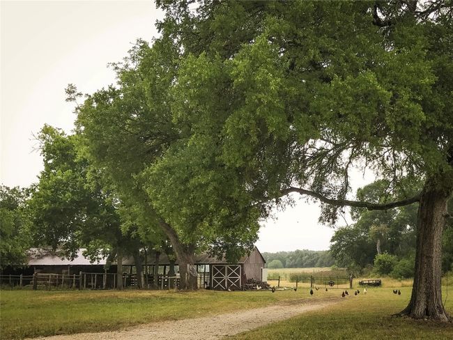 101 Hillview Trl, Home with 3 bedrooms, 2 bathrooms and null parking in Dripping Springs TX | Image 13