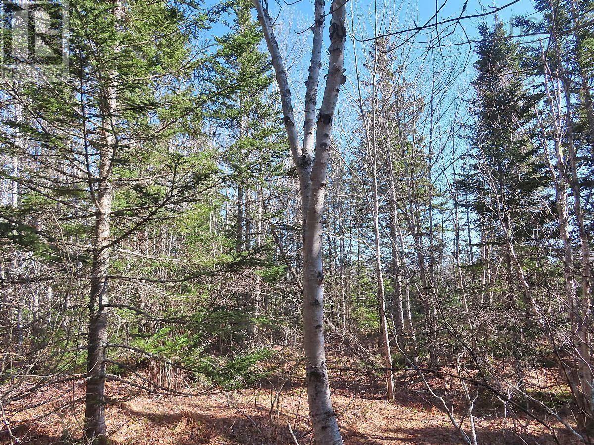 Land in Grantville 4