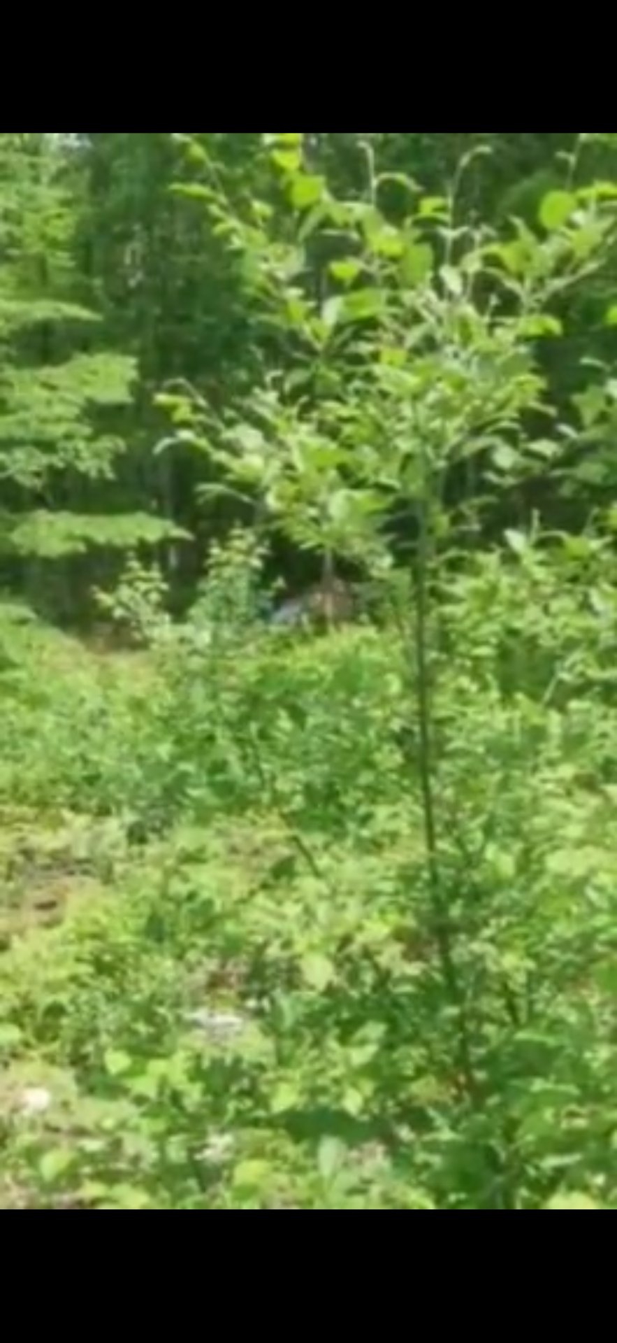 Land in Grenville-sur-la-Rouge 4