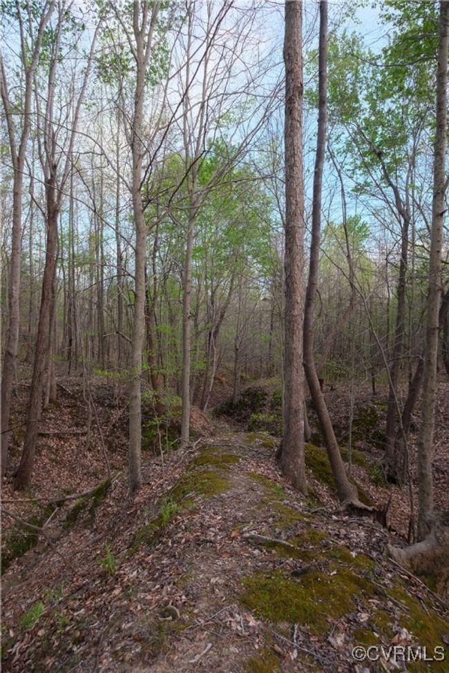 View of local wilderness | Image 11