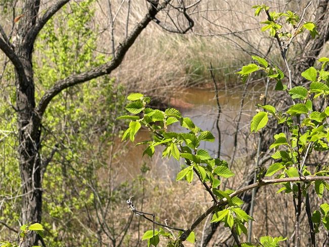 Canadian River Tributary | Image 12