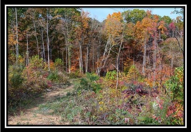 TRACT-1 - 34482 Huston Rd, Home with 0 bedrooms, 0 bathrooms and null parking in Radcliff OH | Image 7