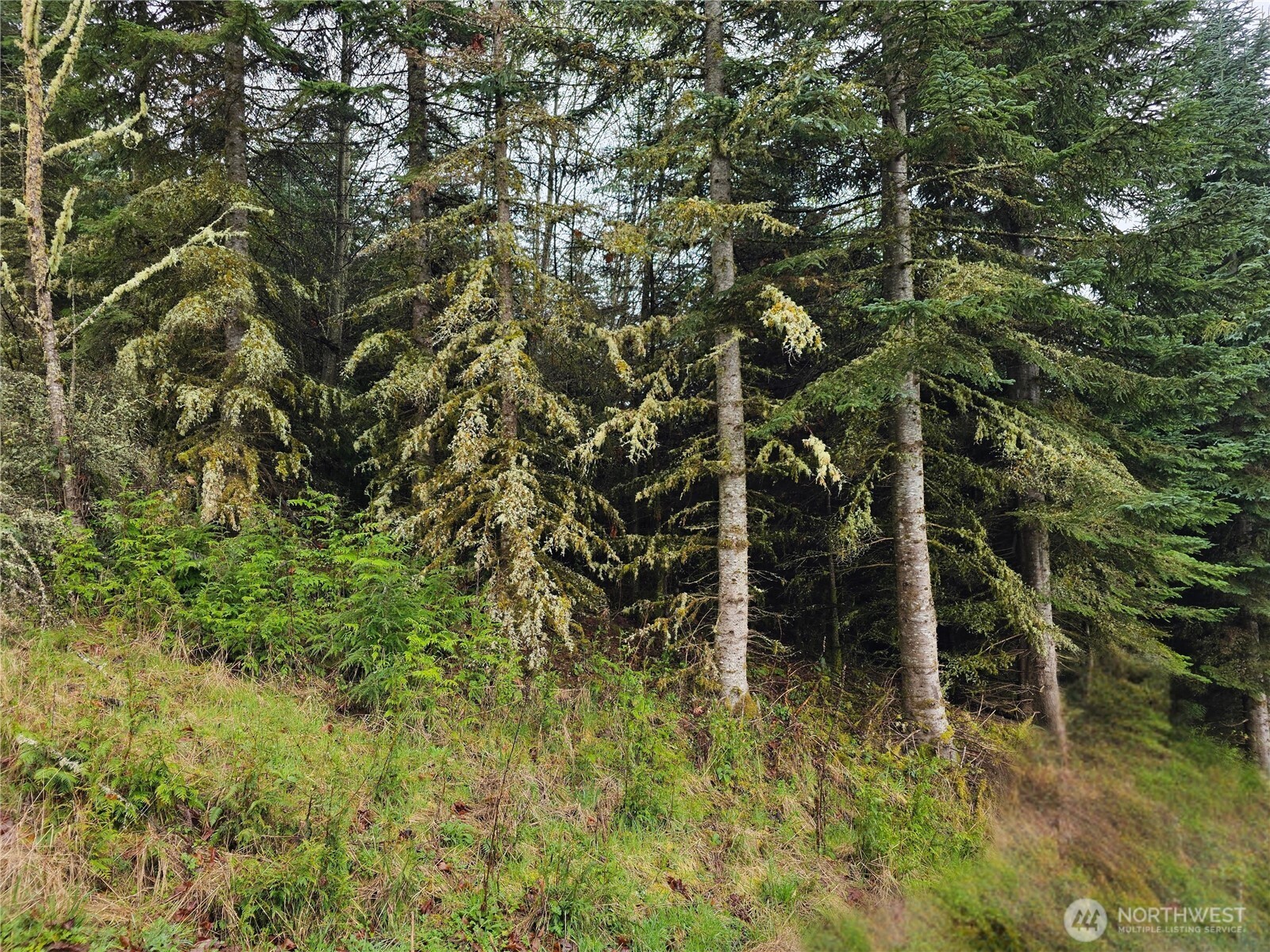 Land in Mossyrock