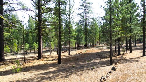 42451 Blue Heron Circle, Old Station, CA, 96071 | Card Image