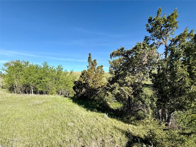 Variety Of Trees | Image 18