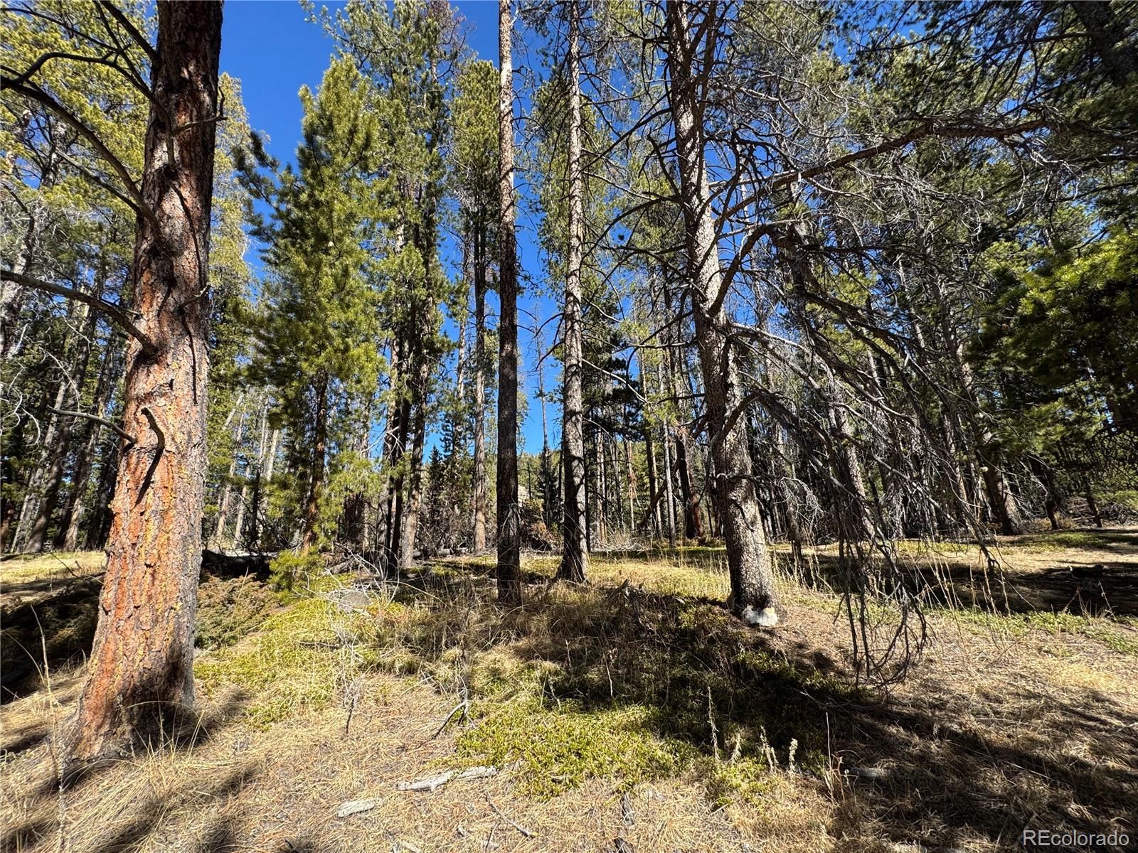 Land in Conifer 5