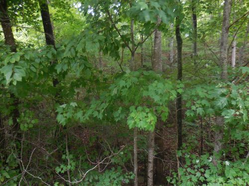 Lot 46 Murray Ridge Road, Sevierville, TN, 37876 | Card Image