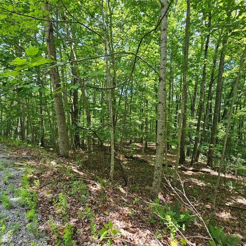 555 Oak Leaf Lane, Dunlap, TN, 37327 | Card Image