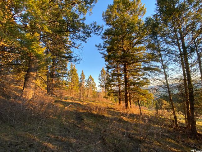 View of local wilderness | Image 28
