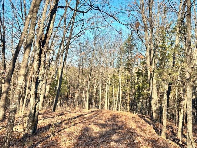 View of local wilderness featuring a view of trees | Image 15