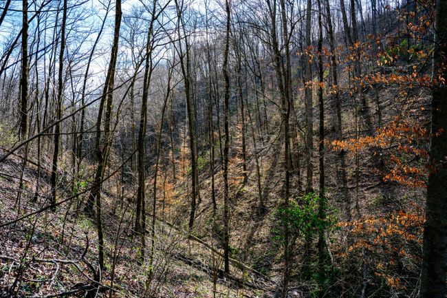 1438 Wartrace Rd, Home with 0 bedrooms, 0 bathrooms and null parking in Red Boiling Springs TN | Image 28