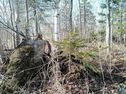 2xx Overlook Trl, Tofte, MN, 55615 | Card Image