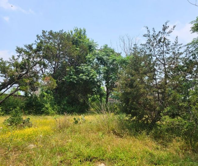 View of local wilderness | Image 11