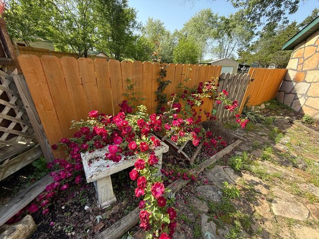 Roses | Image 7