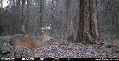 1851 Swamp Rd, Carthage, MS, 39051-8381 | Card Image