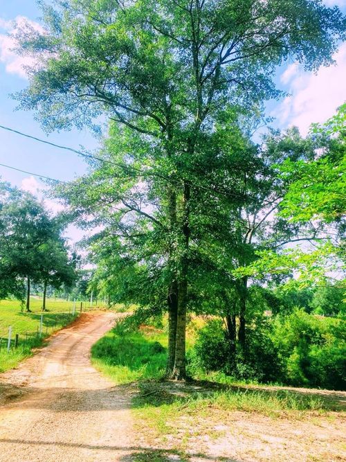 250 Redfish Rd, Poplarville, MS, 39470-4308 | Card Image
