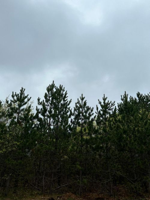 lot-6-ON Kelly Fire Ln, Tomahawk, WI, 54487 | Card Image