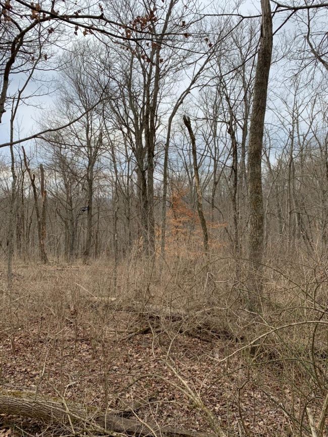 6049 Big Run Rd, Home with 0 bedrooms, 0 bathrooms and null parking in Georgetown OH | Image 39