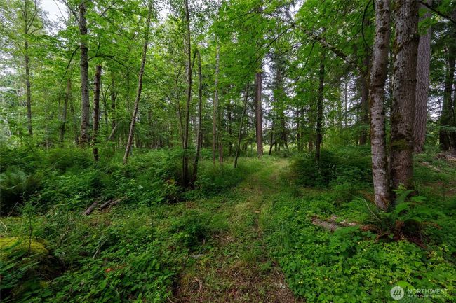 The woods have trails to explore and mushroom foraging. | Image 37