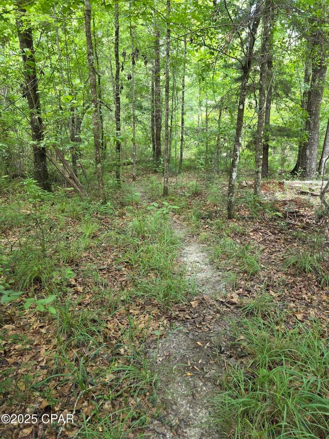 0 River Rd. Road, Home with 0 bedrooms, 0 bathrooms and null parking in Bascom FL | Image 15