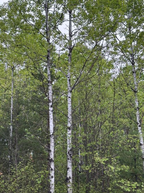 lot-7-ON Kelly Dam Rd, Tomahawk, WI, 54487 | Card Image