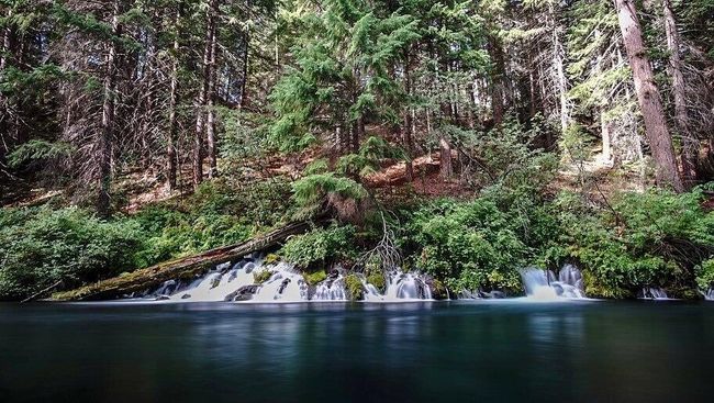 Metolius River | Image 77