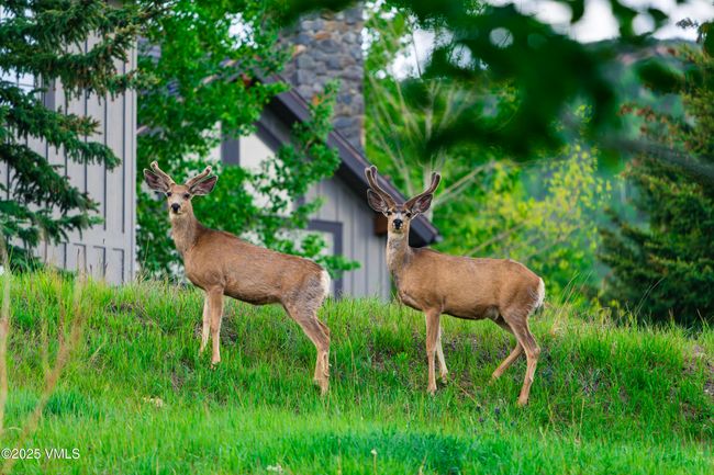 Deer Sightings | Image 50