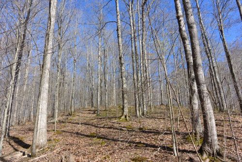Lot 4 Trinity Ln, Allons, TN, 38541-3084 | Card Image