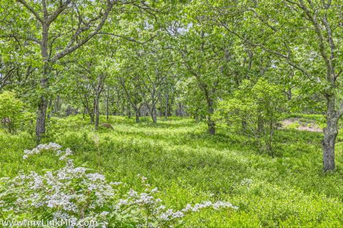 32 Stonewall Rd, Chilmark, MA, 02535-1704 | Card Image