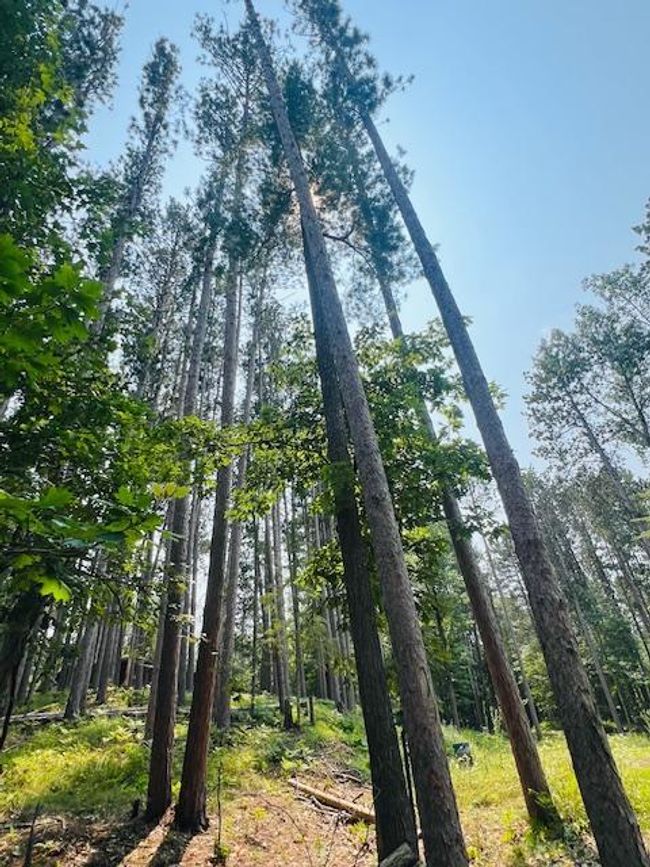 Towering pines | Image 44
