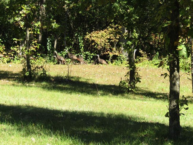 Turkeys | Image 9