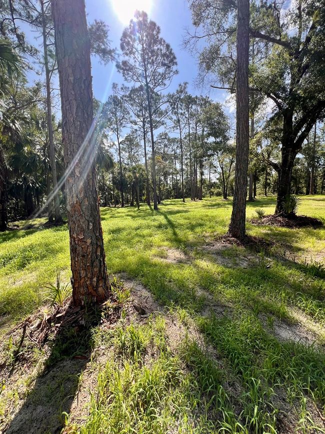 0 Ne Webb Ln, Home with 0 bedrooms, 0 bathrooms and null parking in Steinhatchee FL | Image 5