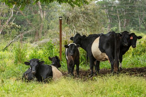 17-4224 Kuaaina Rd, KURTISTOWN, HI, 96760 | Card Image