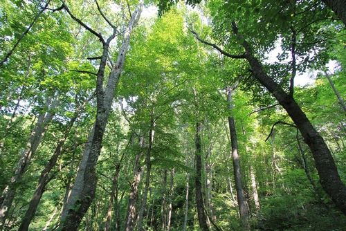 108 Point Lookout Ln., Independence, VA, 24348 | Card Image