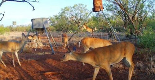 15008 County Road 234, Westbrook, TX, 79565 | Card Image