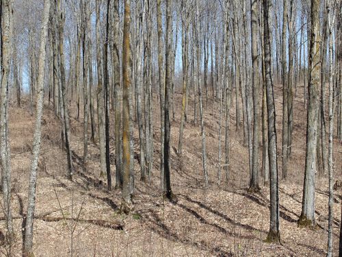 40-acres-ON Will Rd, Mellen, WI, 54546 | Card Image