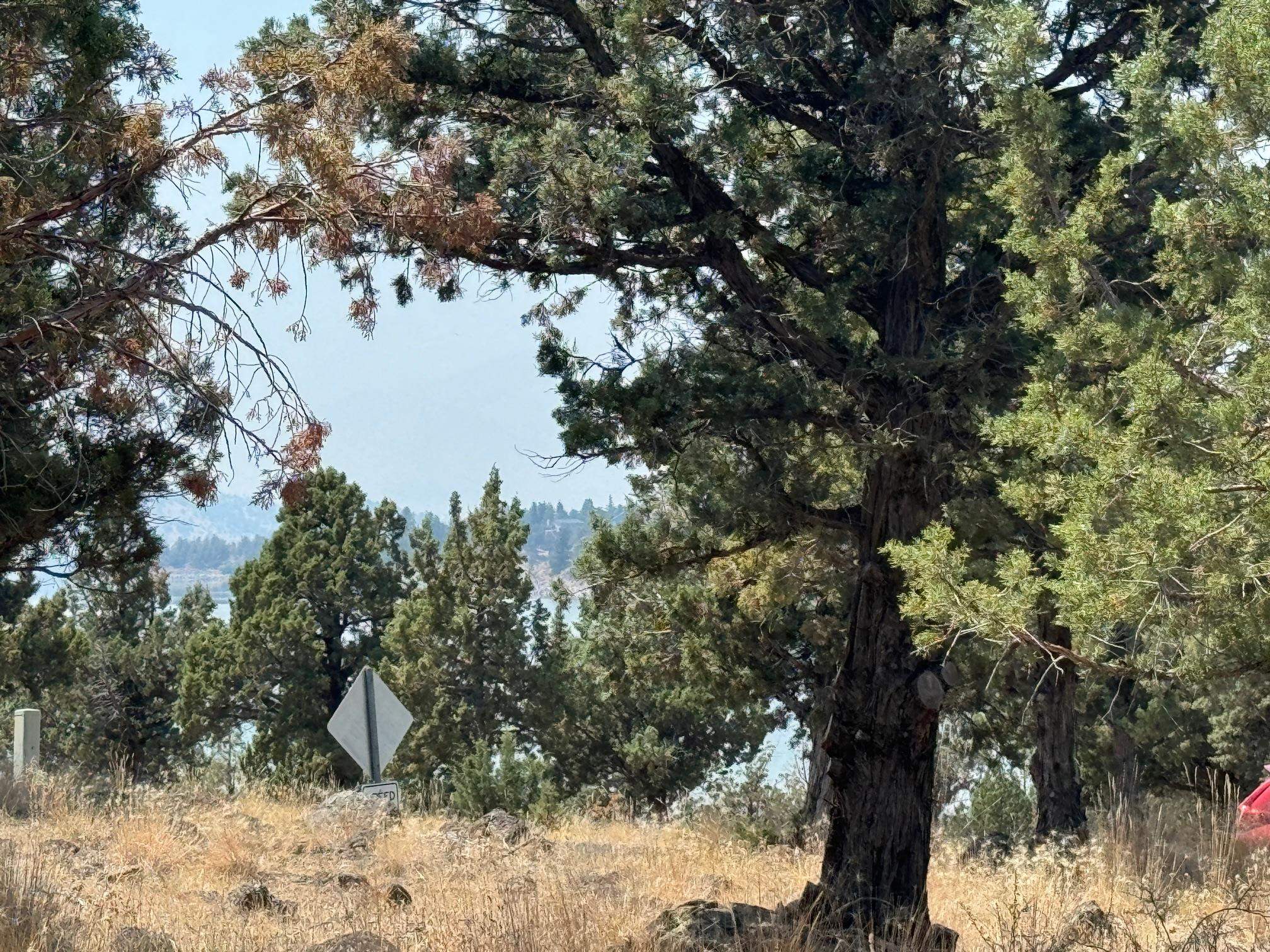 Land in Weed 3